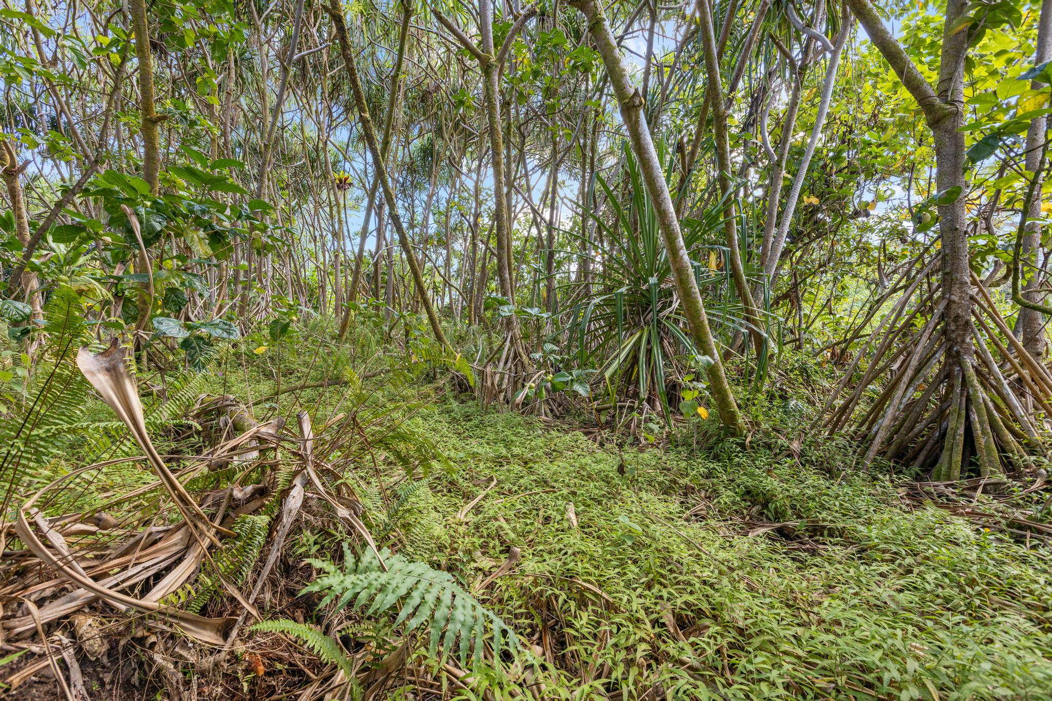 Land in Pahoa 3