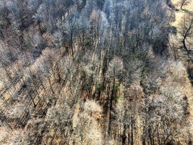 0 Old Jones Easement, Home with 0 bedrooms, 0 bathrooms and null parking in Adolphus KY | Image 10