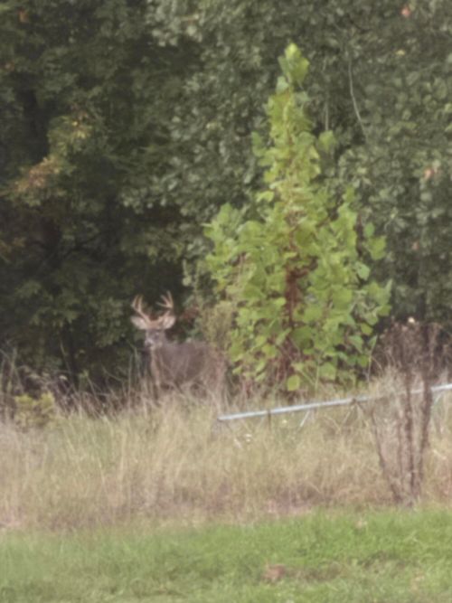 11 Wilderness Trl, Tunas, MO, 65764-9211 | Card Image