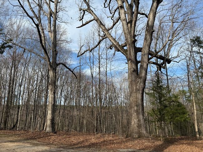 1228 Rosser Mill Rd, House other with 4 bedrooms, 3 bathrooms and 1 parking in PAMPLIN VA | Image 43