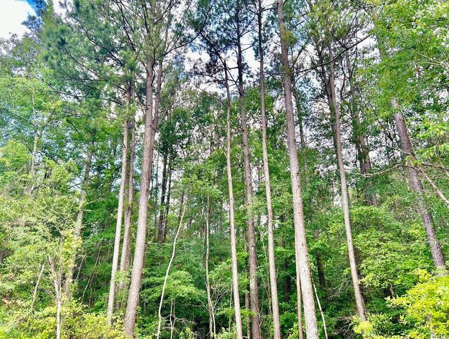 View of wooded area | Image 11