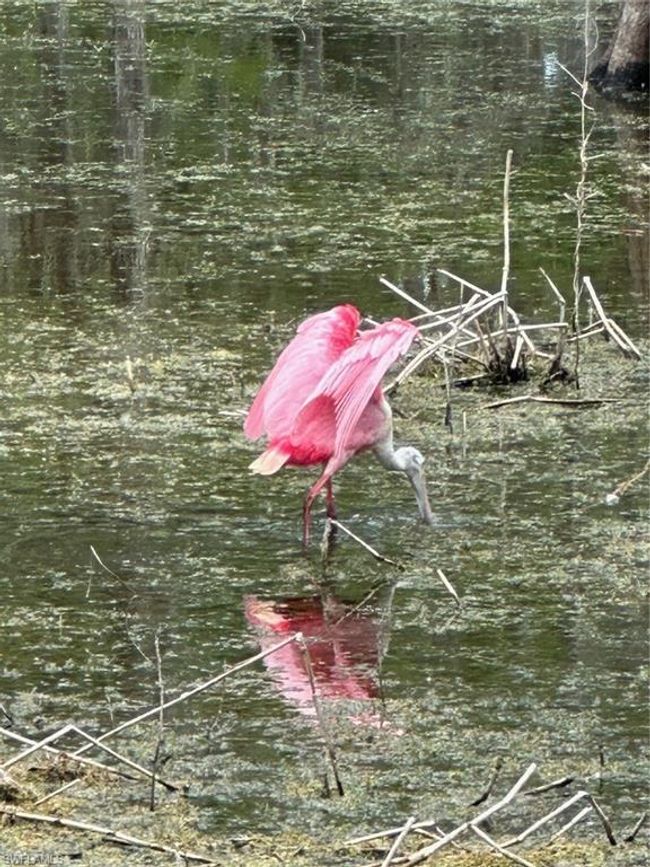 Roseate Spoonbill at the Last Open House | Image 24