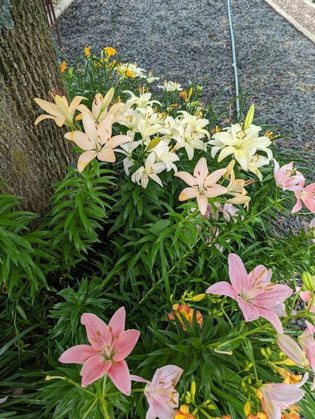 blooming flowers | Image 35