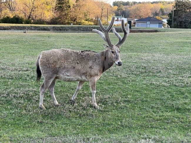 Wildlife | Image 39
