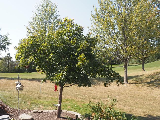 10666 Golf Rd, Townhouse with 3 bedrooms, 3 bathrooms and 2 parking in Orland Park IL | Image 26