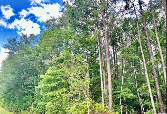 View of woods | Image 16