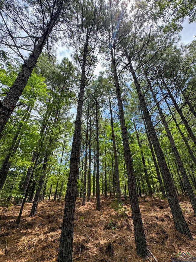 0000 Fm 3421, Home with 0 bedrooms, 0 bathrooms and null parking in Lone Star TX | Image 29