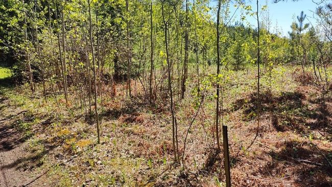 80012 Conifer Crest Rd, Home with 0 bedrooms, 0 bathrooms and null parking in Tower MN | Image 7