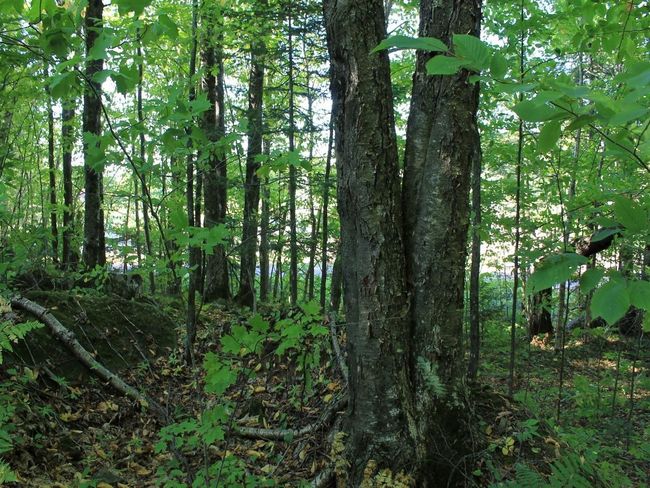 Lot 35 N Alpine Dr, Home with 0 bedrooms, 0 bathrooms and null parking in Upson WI | Image 4
