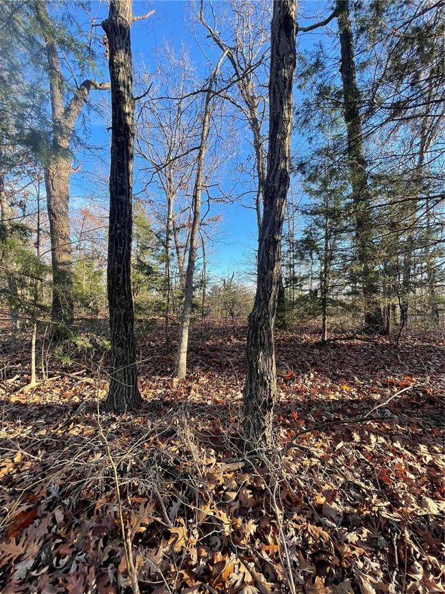 View of local wilderness | Image 5