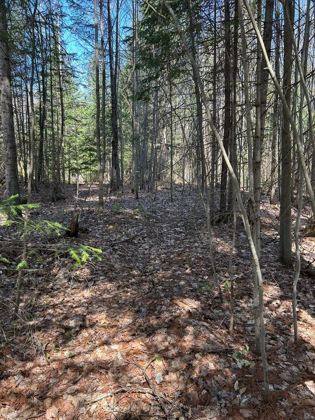 0 Madawaska Rd, Home with 0 bedrooms, 0 bathrooms and null parking in Maynooth ON | Image 12