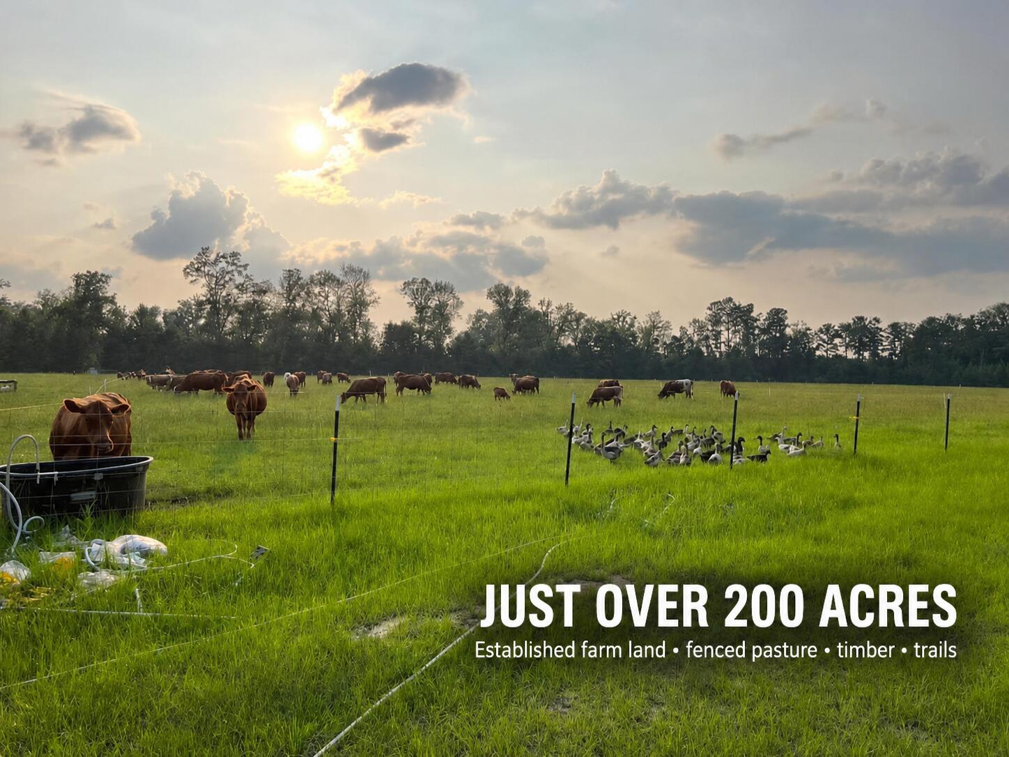 Land in Walterboro 5