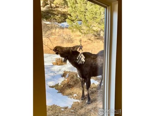 781 Cold Springs Rd, Nederland, CO, 80466-9737 | Card Image