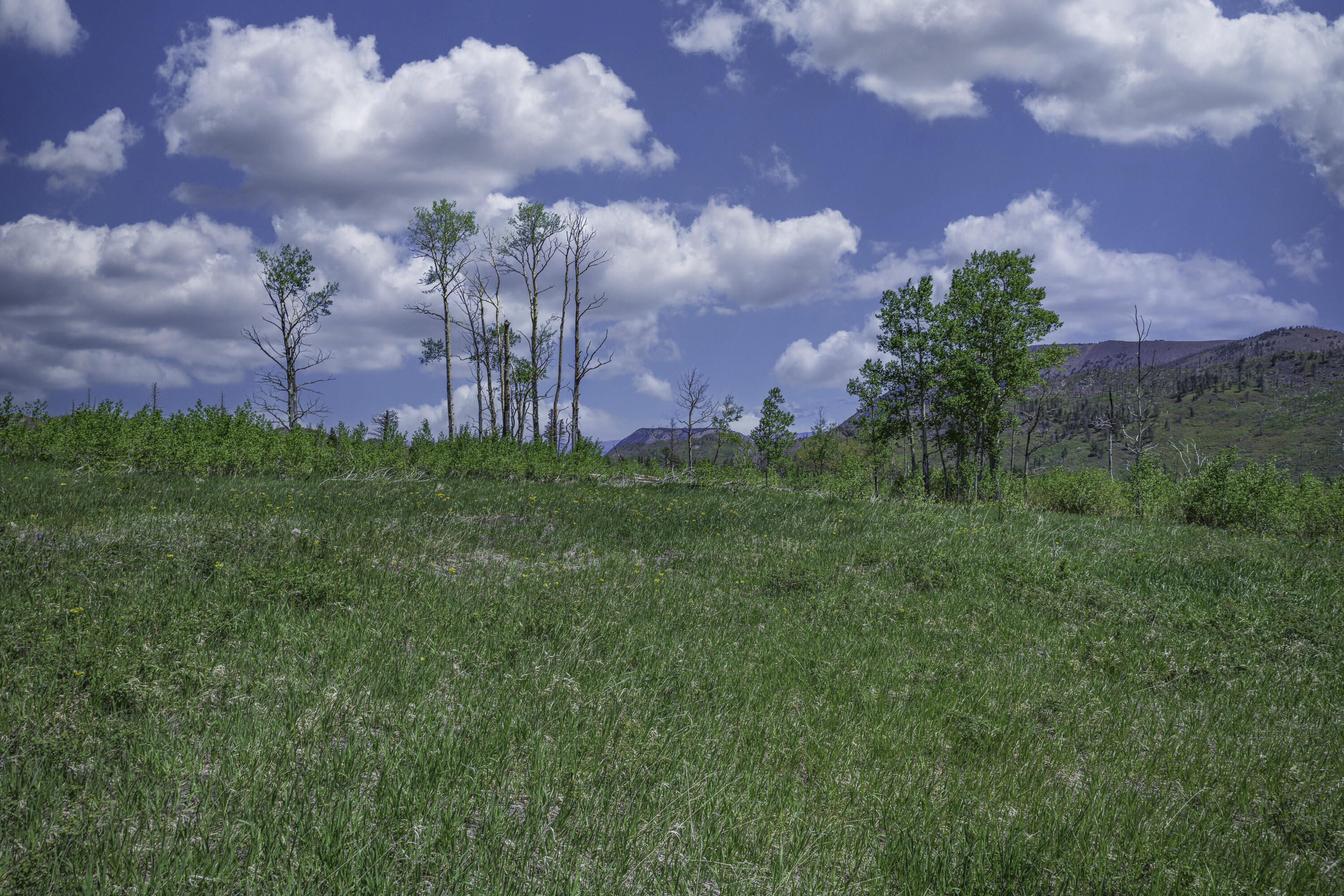 Land in La Veta 4