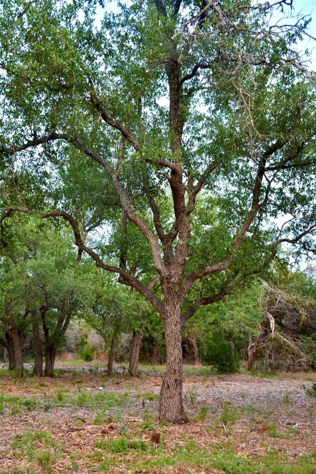 Another great tree | Image 13