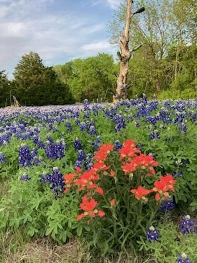 Beautiful native wildflowers cover much of the property. | Image 37