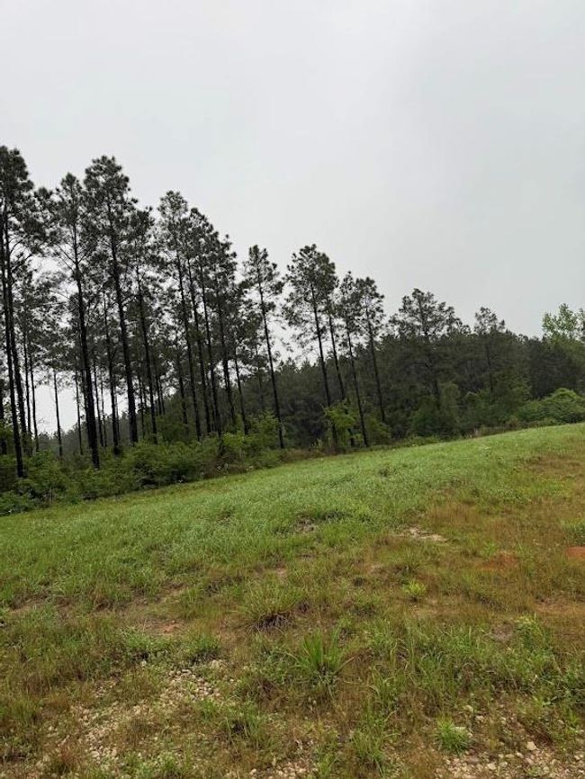 0 Richardson Rd E, Home with 0 bedrooms, 0 bathrooms and null parking in Livingston TX | Image 12