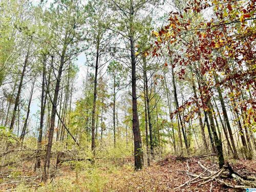 15-acres-0 County Road 62, WADLEY, AL, 36276 | Card Image