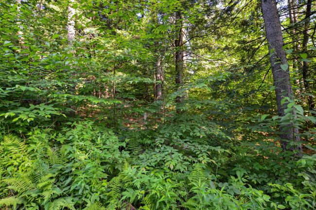 LOT-3 - 00 Vt Route 103 N, Home with 0 bedrooms, 0 bathrooms and null parking in Chester VT | Image 15