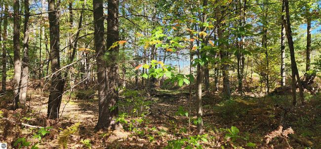 40 Acres Truesdale Road, Home with 0 bedrooms, 0 bathrooms and null parking in Manton MI | Image 15