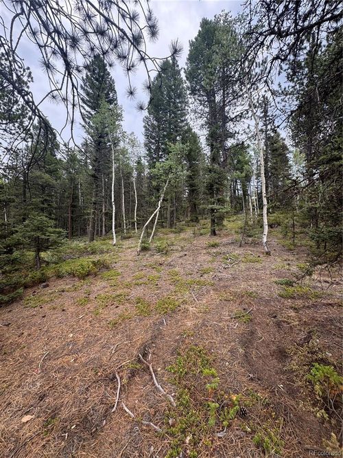111 Elk Creek Dr, Divide, CO, 80814-9131 | Card Image