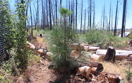 4817 Sciaroni Rd, Grizzly Flats, CA, 95636-9505 | Card Image