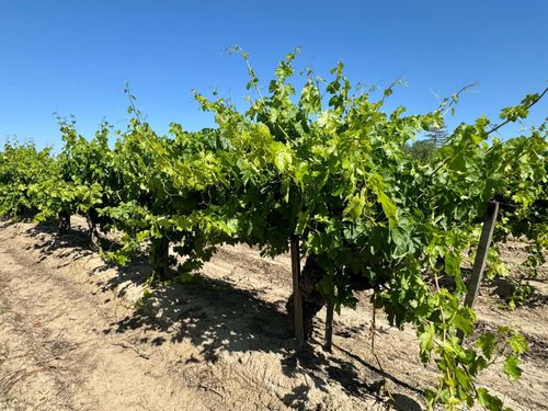 1 W Belmont Avenue, Kerman, CA, 93630 | Card Image