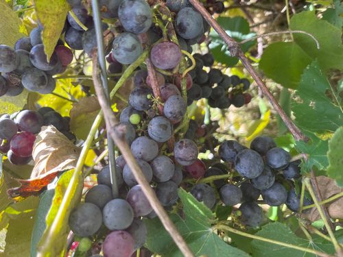 6993 N Broadway Rd, APPLE RIVER, IL, 61001-9564 | Card Image