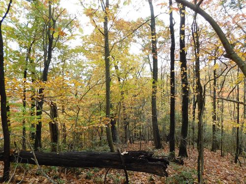 Lot 75 Black Gum Trail, Fancy Gap, VA, 24328 | Card Image