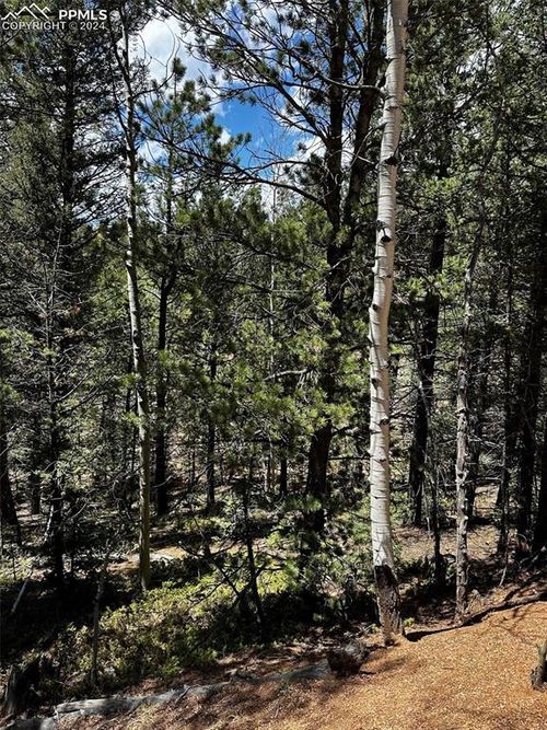 703 Horseshoe Dr, Divide, CO, 80814-7778 | Card Image