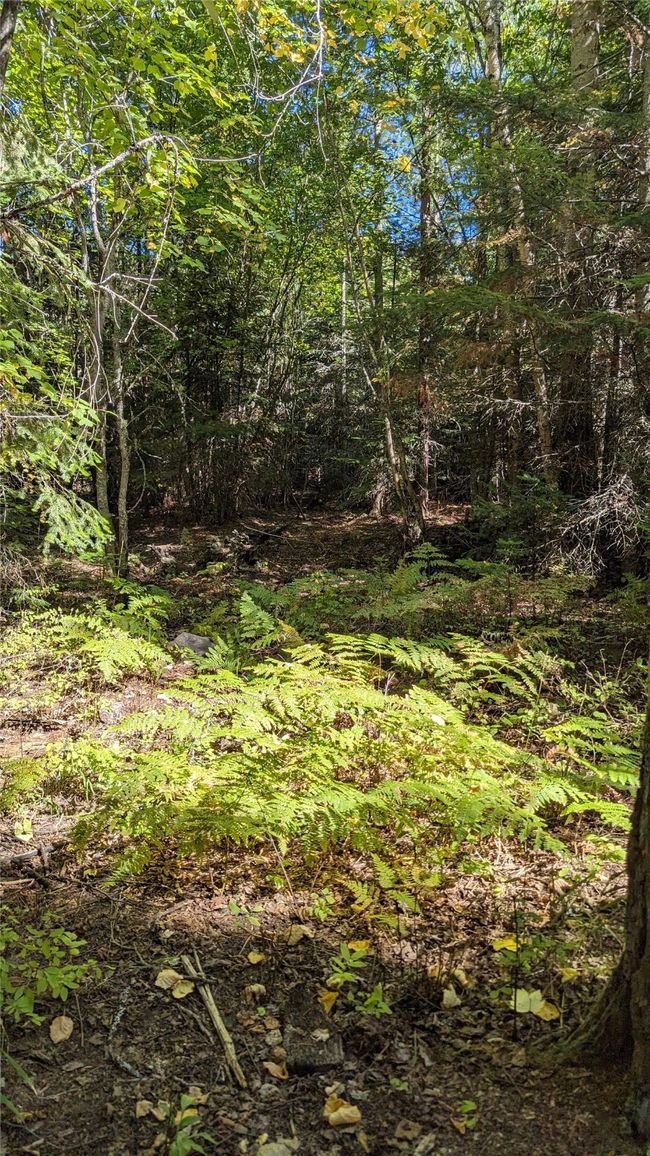 Ferns About The Property | Image 50
