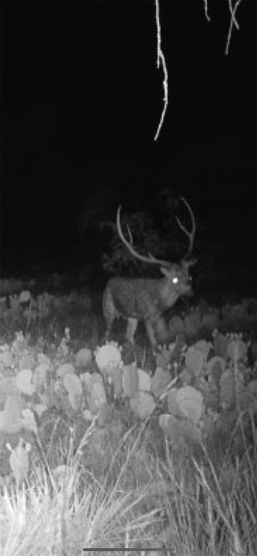 43 Cave Well Ranch, Menard, TX, 76841 | Card Image