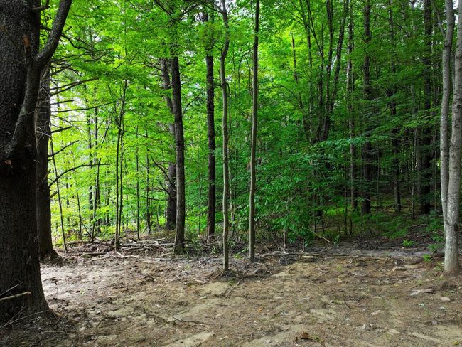 Lot 4 Piney Grove Ln, Home with 0 bedrooms, 0 bathrooms and null parking in Underhill VT | Image 6