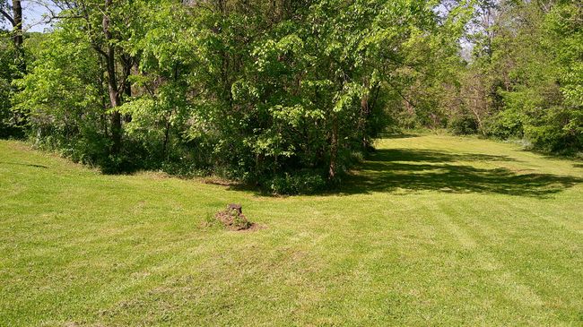 Beautiful Meadow | Image 7