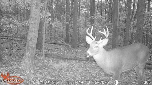 Land in Catawissa 5