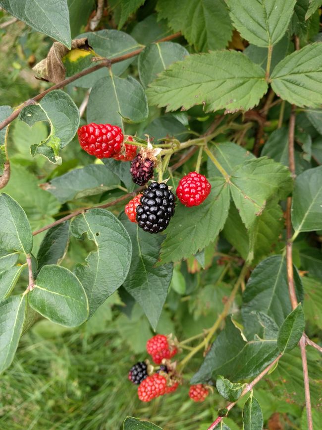 Fresh berries are possible. | Image 35