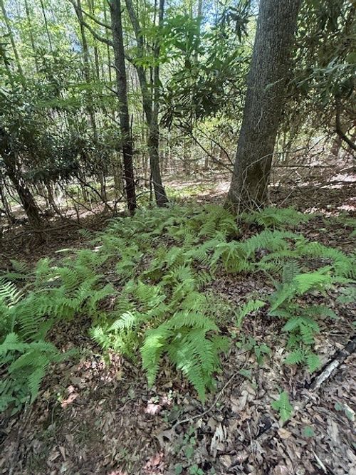 TBD Lot 20 High Meadows Lane, Fleetwood, NC, 28626 | Card Image