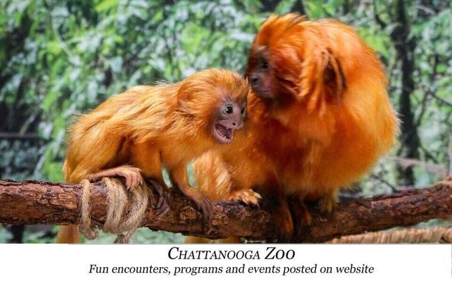 Chattanooga Zoo | Image 85