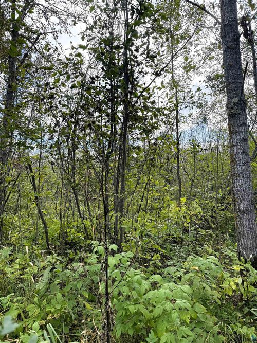 tbd Trail, Barnum, MN, 55707 | Card Image