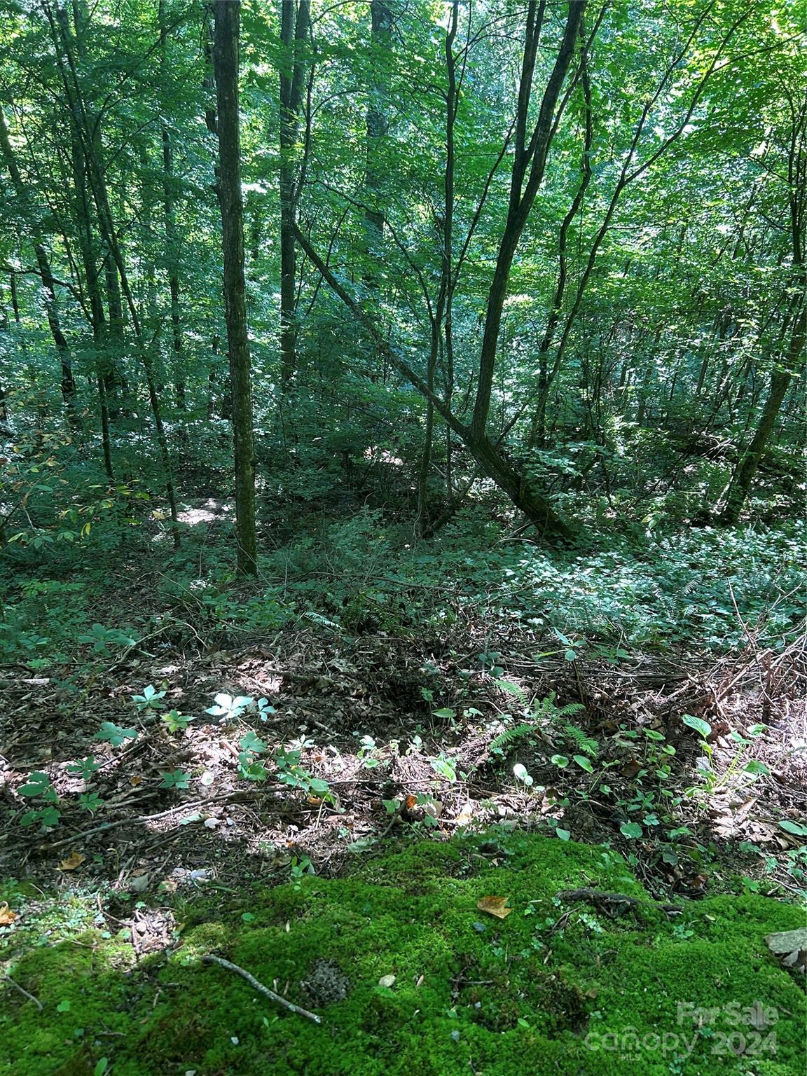 Land in Waynesville 4