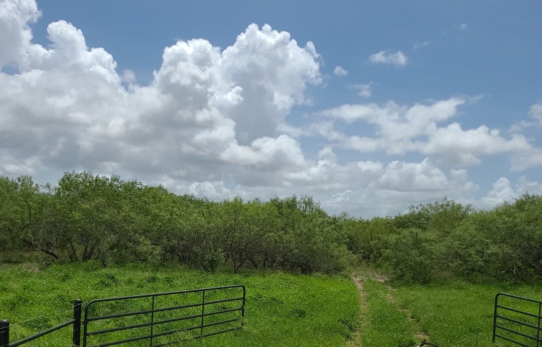 Farm in Kingsville