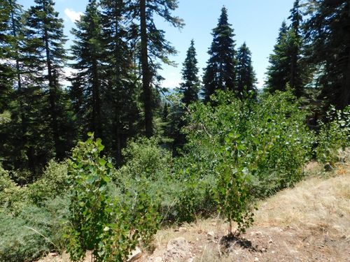 1752 Skyline Dr, Arnold, CA, 95223 | Card Image