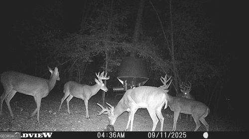 2430 Big Oak Rd, Damascus, GA, 39841 | Card Image