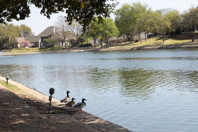 Ducks modeling along side the lake. | Image 40