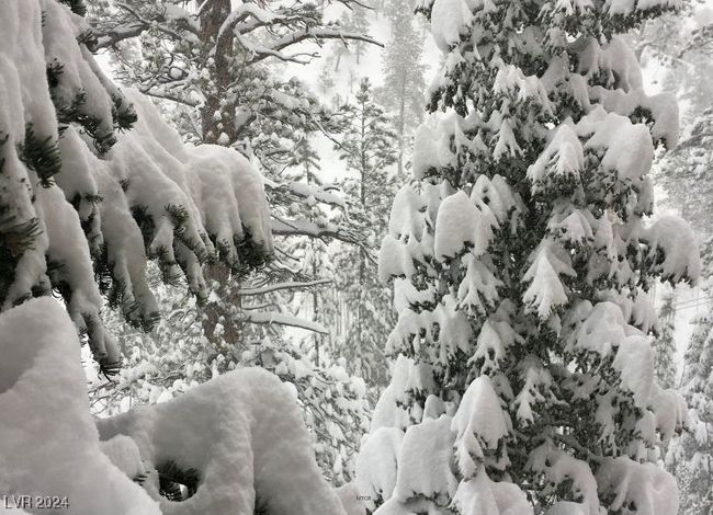 MT. CHARLESTON AREA - Four Seasons | Image 29