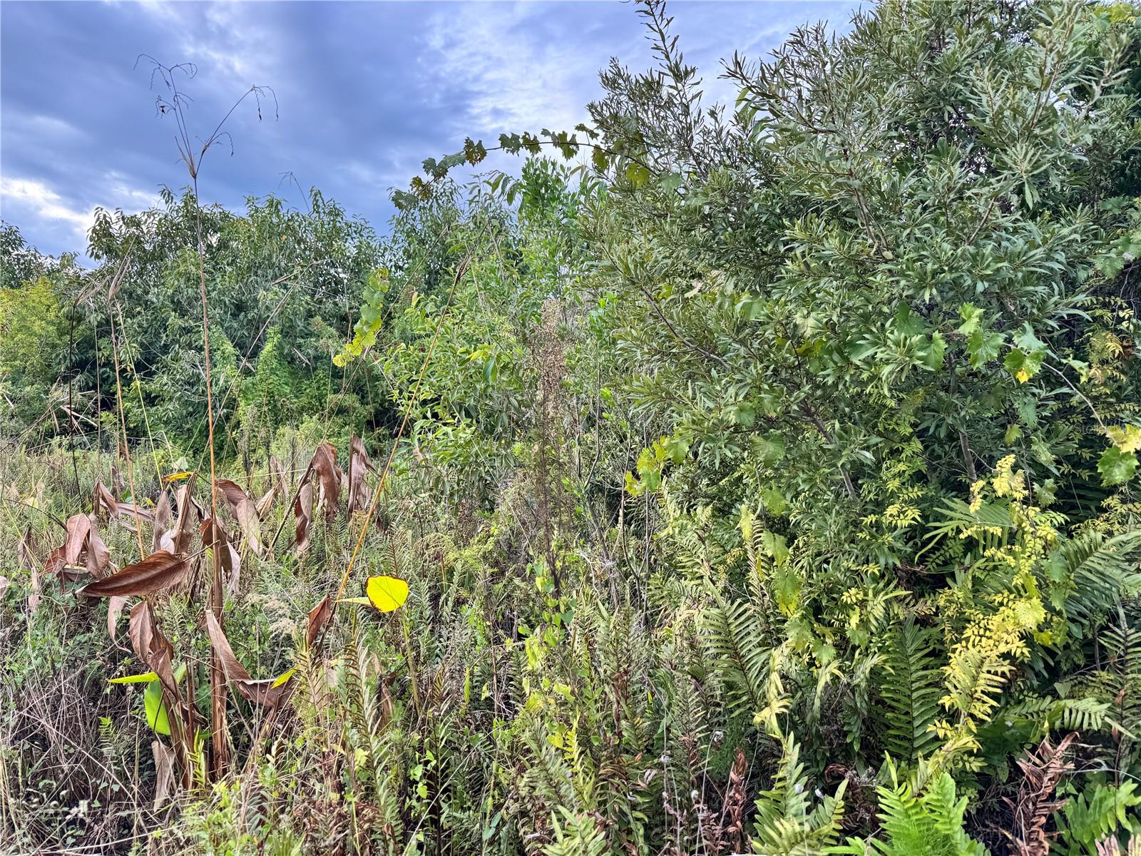 Land in PORT CHARLOTTE 4