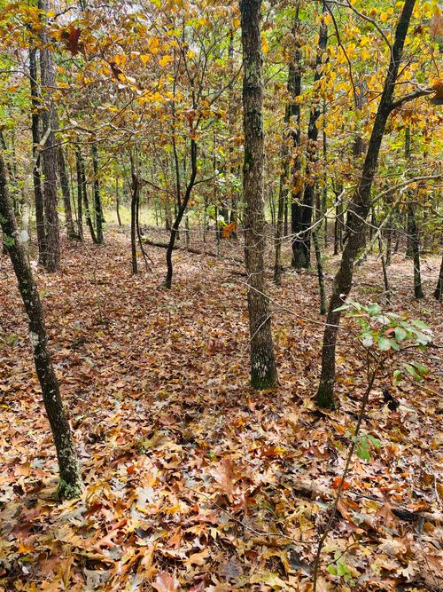 150 Lofton Rd, Calico Rock, AR, 72519 | Card Image