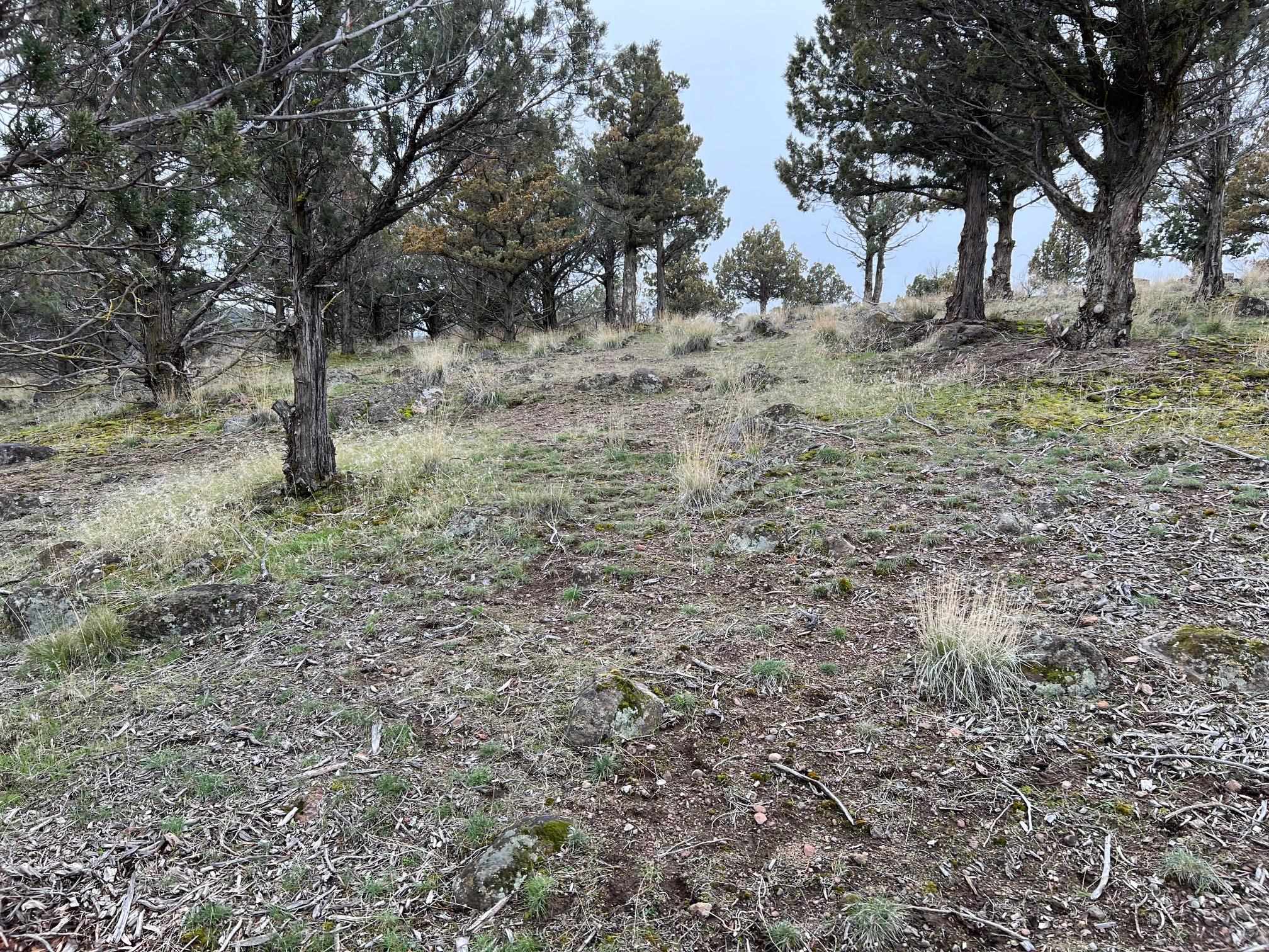 Land in Weed 2