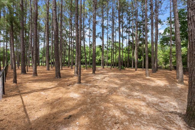 hammock bay - canine commons - awp media | Image 52