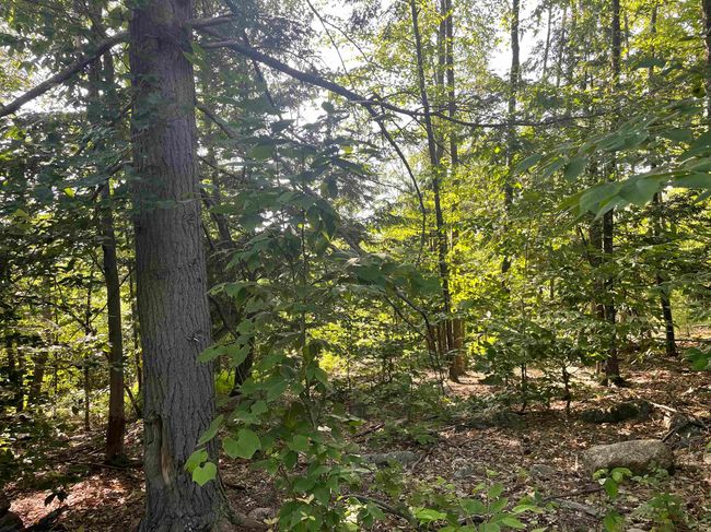 63 New Boston Rd, Home with 0 bedrooms, 0 bathrooms and null parking in Francestown NH | Image 18